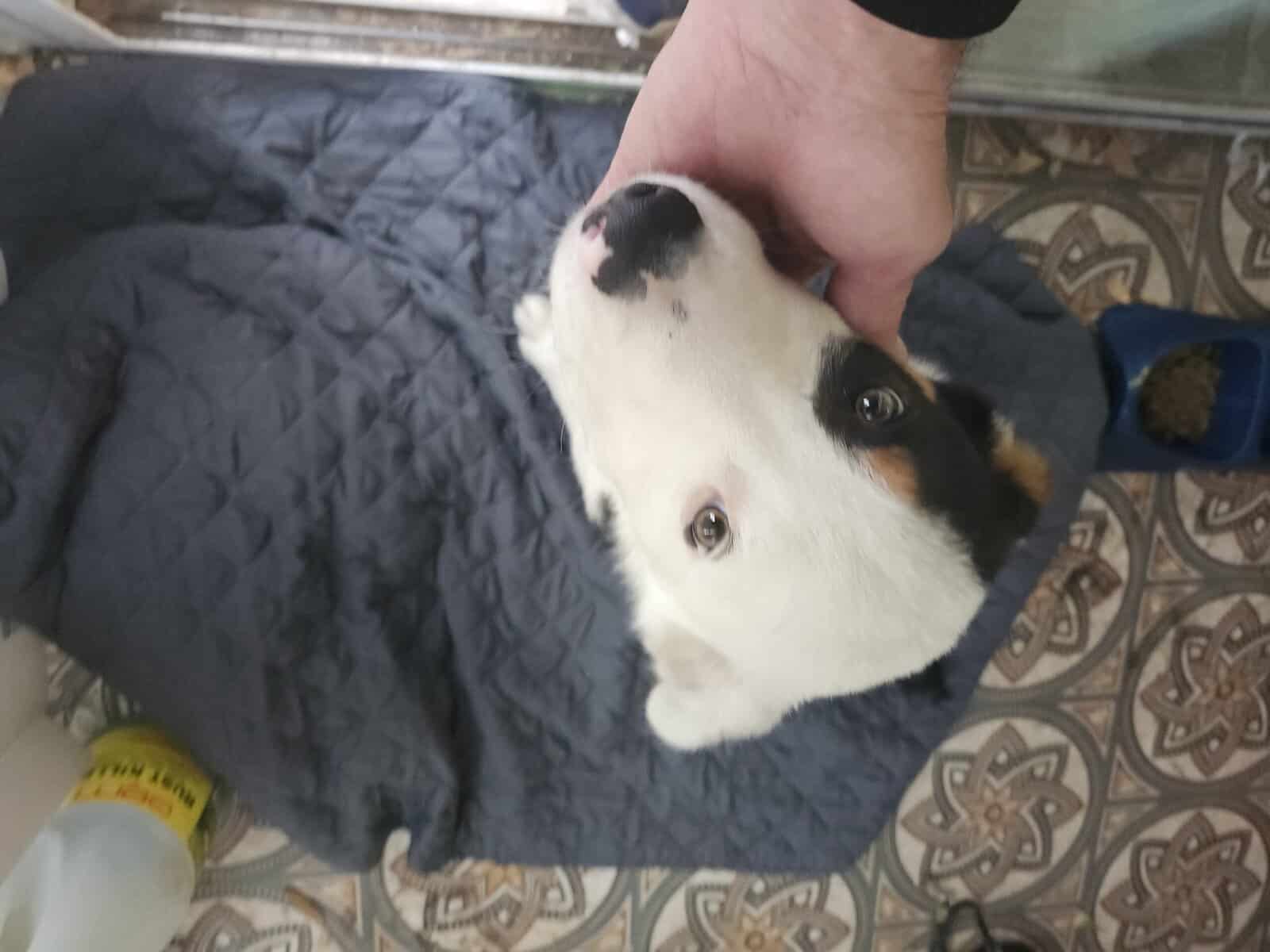 Beautiful dog for free image 1