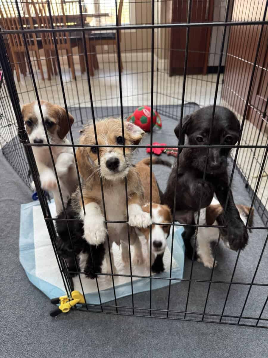 Adorable Toy Poodle mix with Chiweenie Puppies image 2