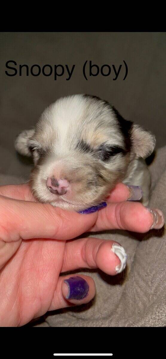 Beautiful Merle corgis and tri corgis for sale image 15