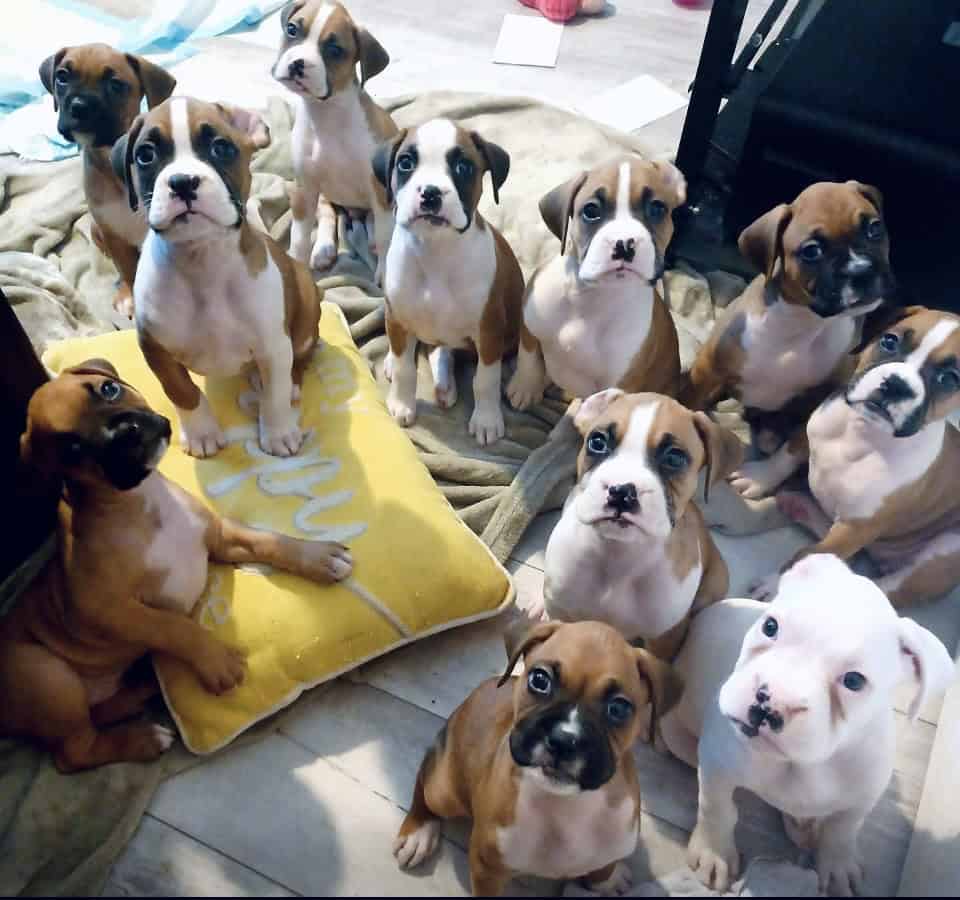 Boxer image 3