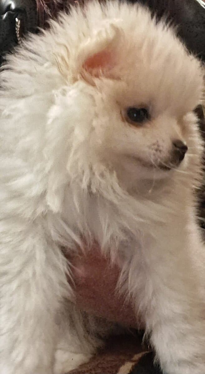 Full bread boy Pomeranian image 3