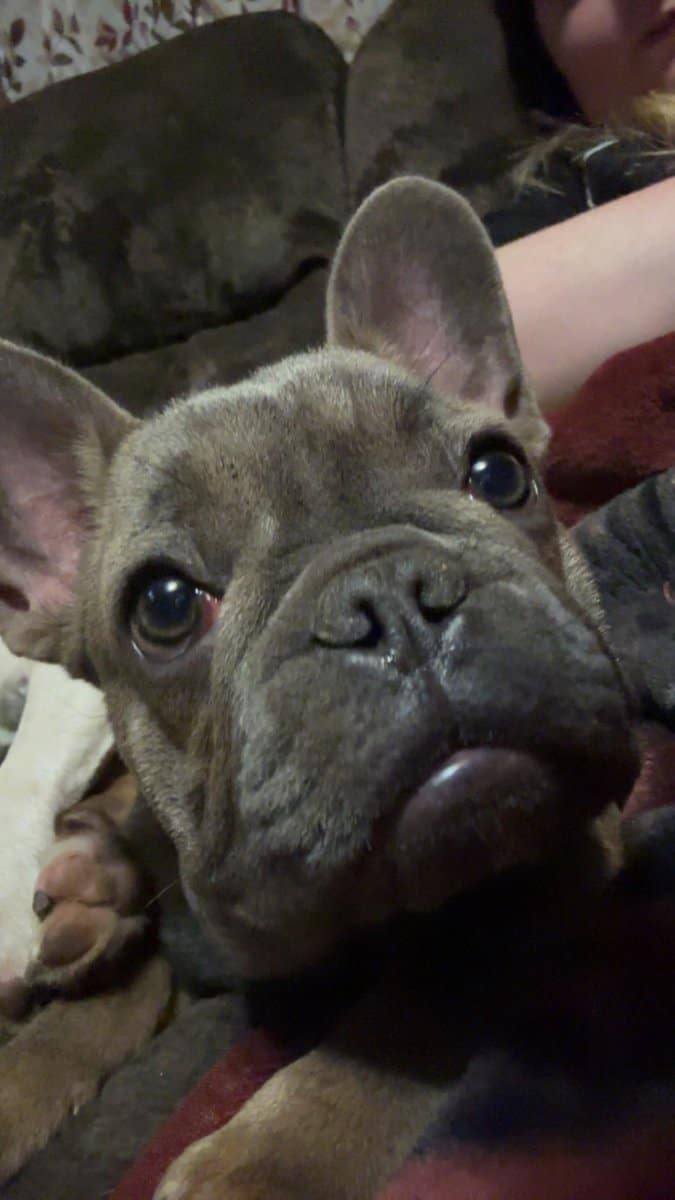 French bulldog image 2