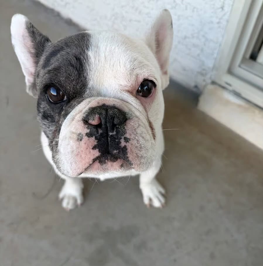 French Bulldog Puppy image 1