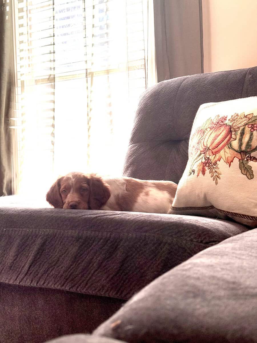 Pure Bred Brittany image 5