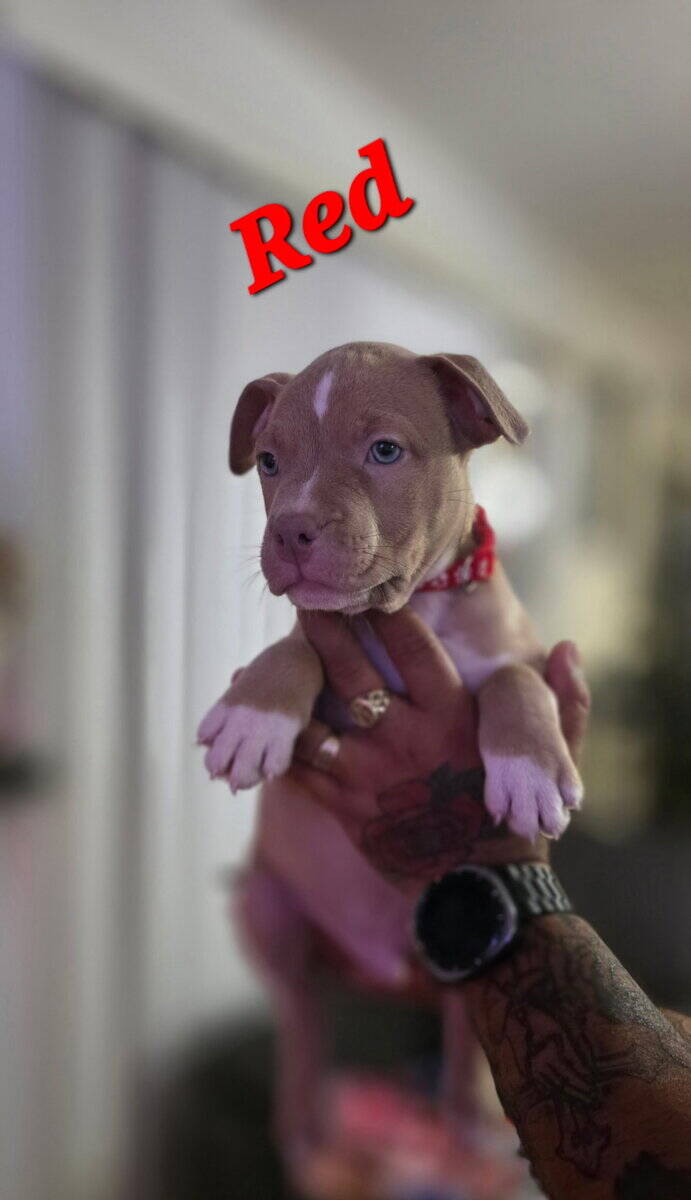 Male pitbull puppies image 13