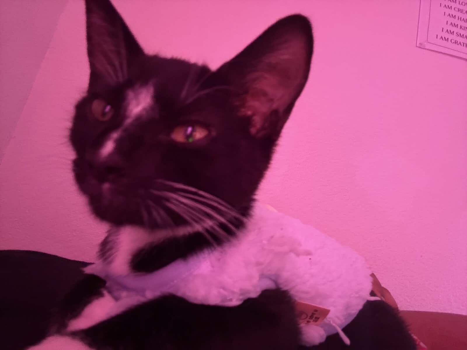 Giving away a 6 month old tuxedo cat image 5