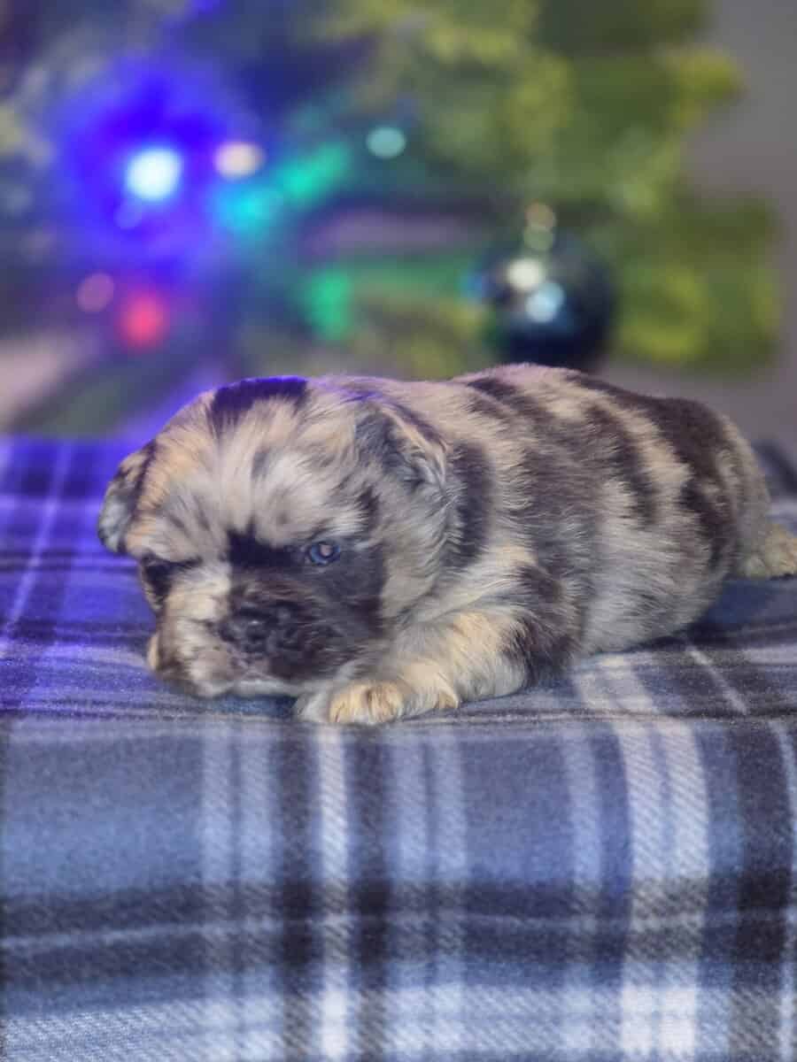 Full Fluffy French bull dog image 15