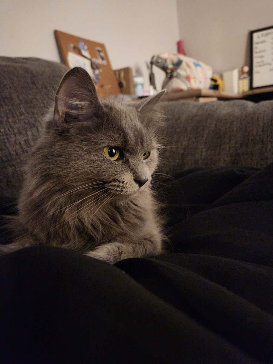 Long haired Grey cat 1 year old image 2