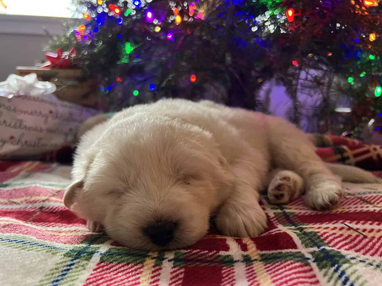 5 Farm Pups image 9