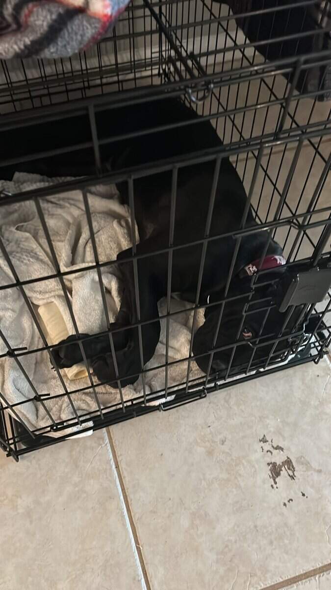 Cane Corso - Beautiful 6-Month Old Male Puppy Name image 2