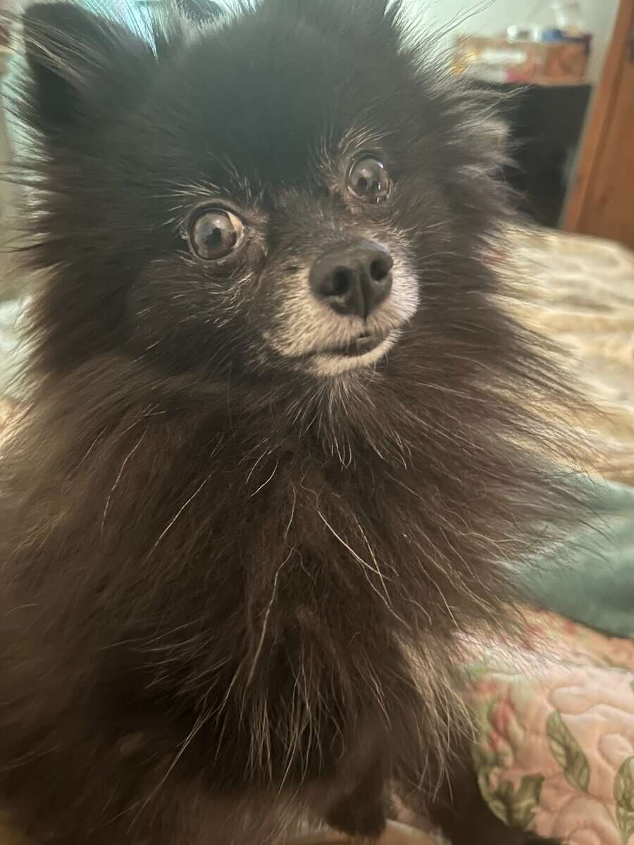 Pomeranian image 11