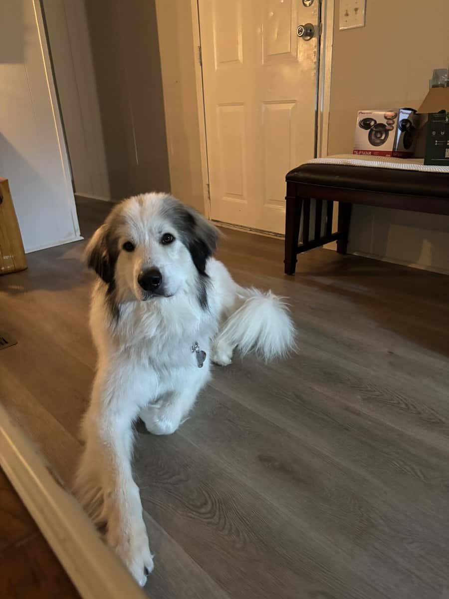 Hank, Great Pyraneese, 2yrs old image 1