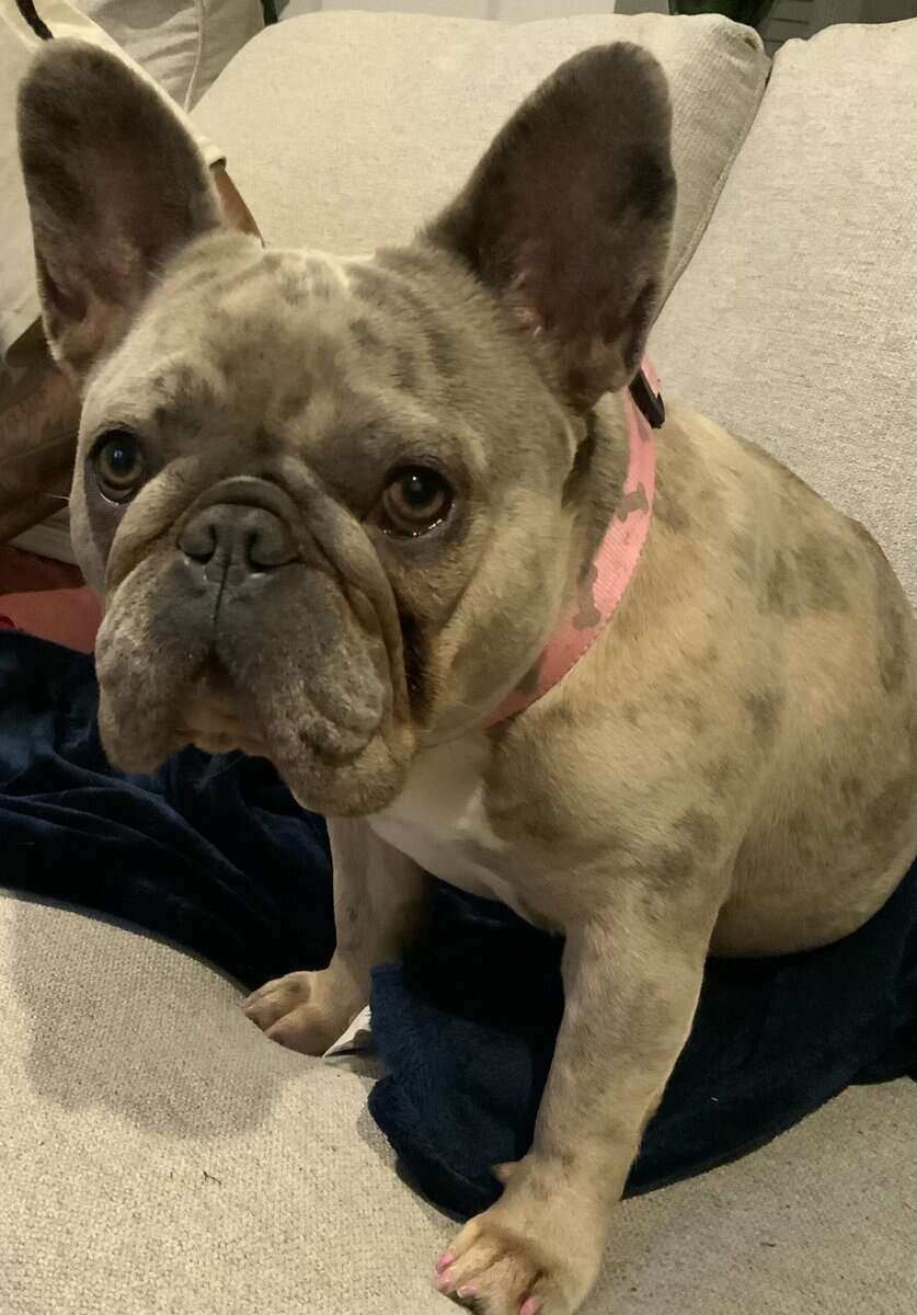Sweet Merle Frenchie for sale image 2