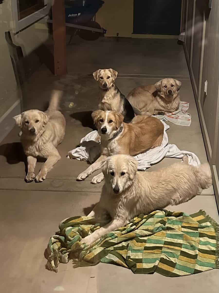 Rehoming help wanted image 3