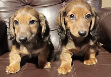 Miniature Dachshunds doxie, weinerdog