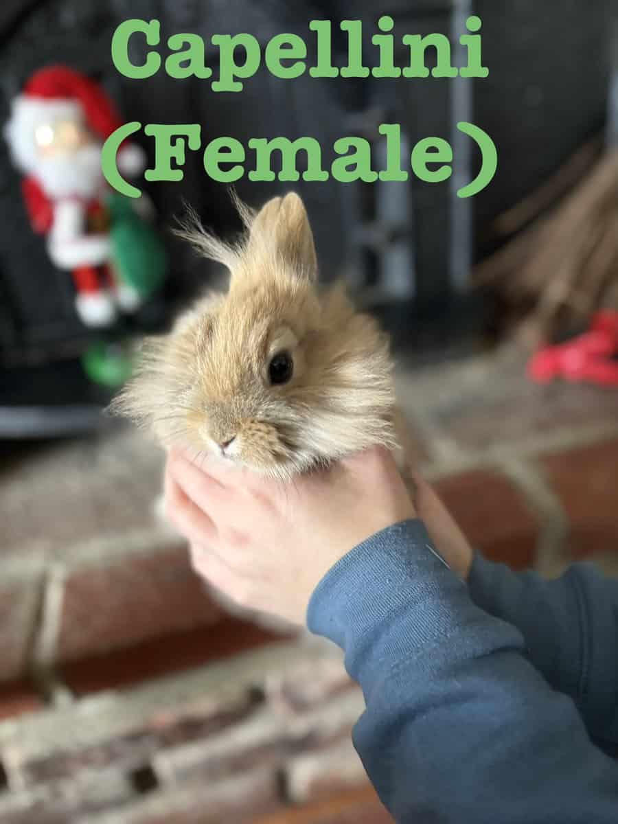 Lionhead Bunnies image 5