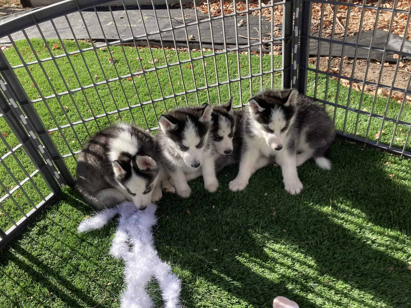 Adorable Siberian Husky Puppies image 6