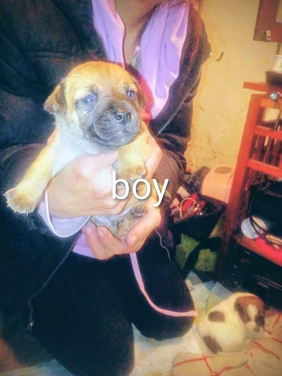 CHIWIENNIE PUPPIES READY FOR A GOOD HOME image 7