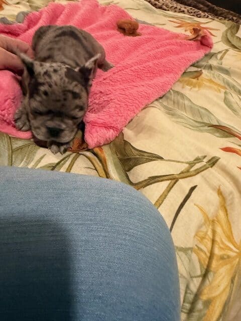 FRENCHIES FULL AKC image 4