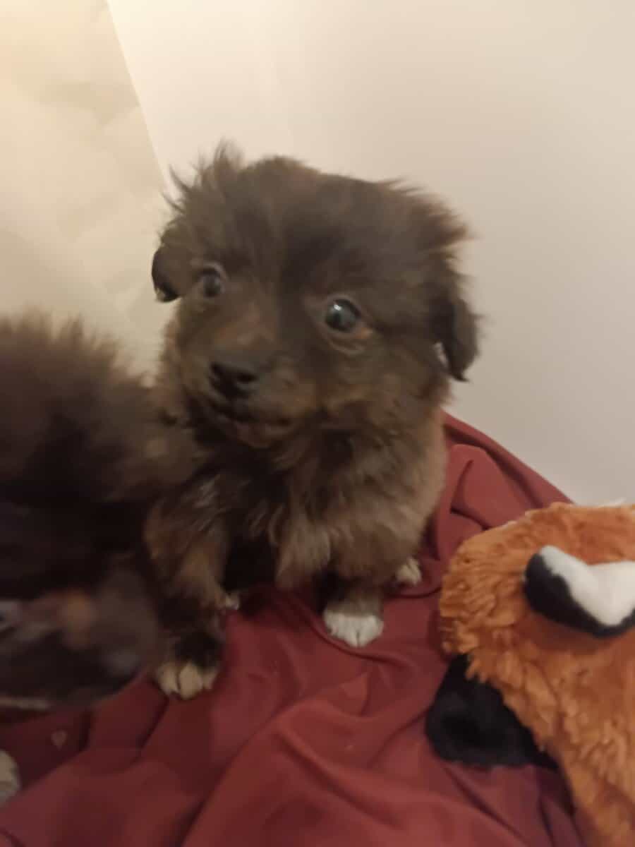 Porkies (pomeranian and Yorkie) image 6