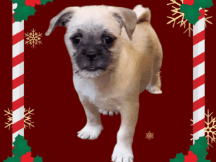 Beautiful Malti-Pug puppies