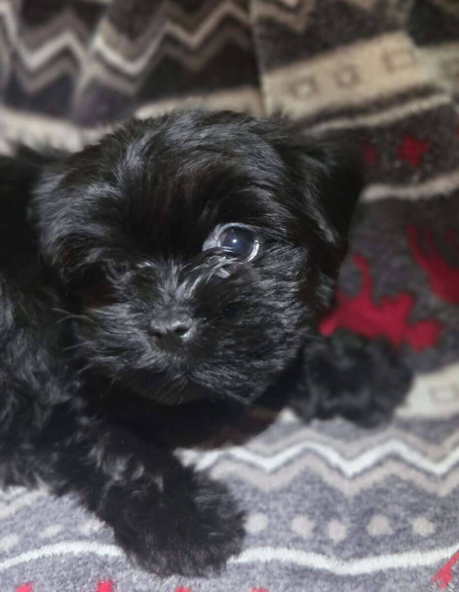 Shorkie Pups image 5