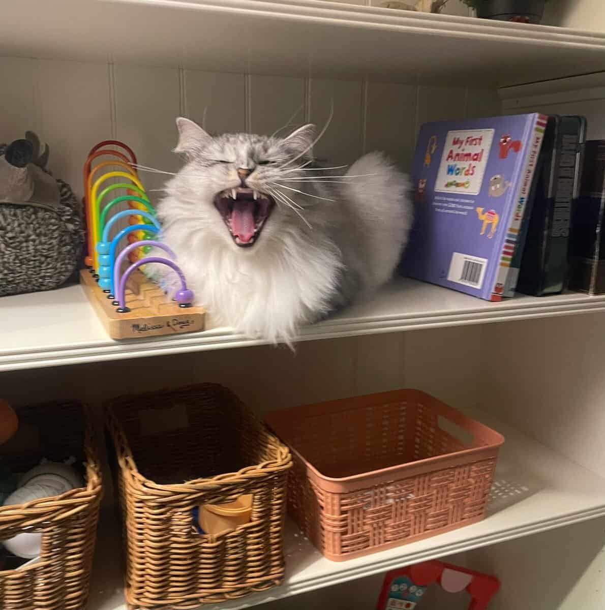 Siberian Cat image 3