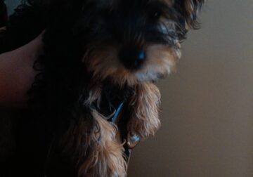 Yorkie puppies ready now two boys one girl