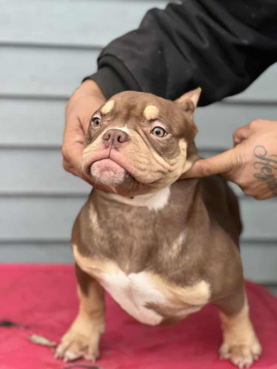 5 month pocket female image 1