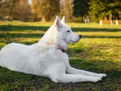 Pure white Siberian husky