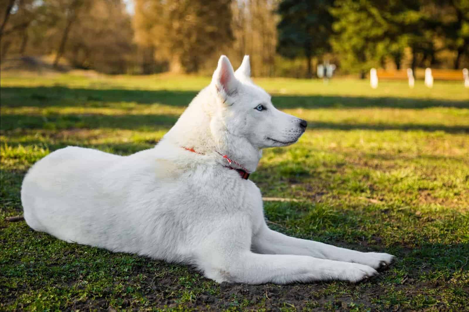 Pure white Siberian husky image 1
