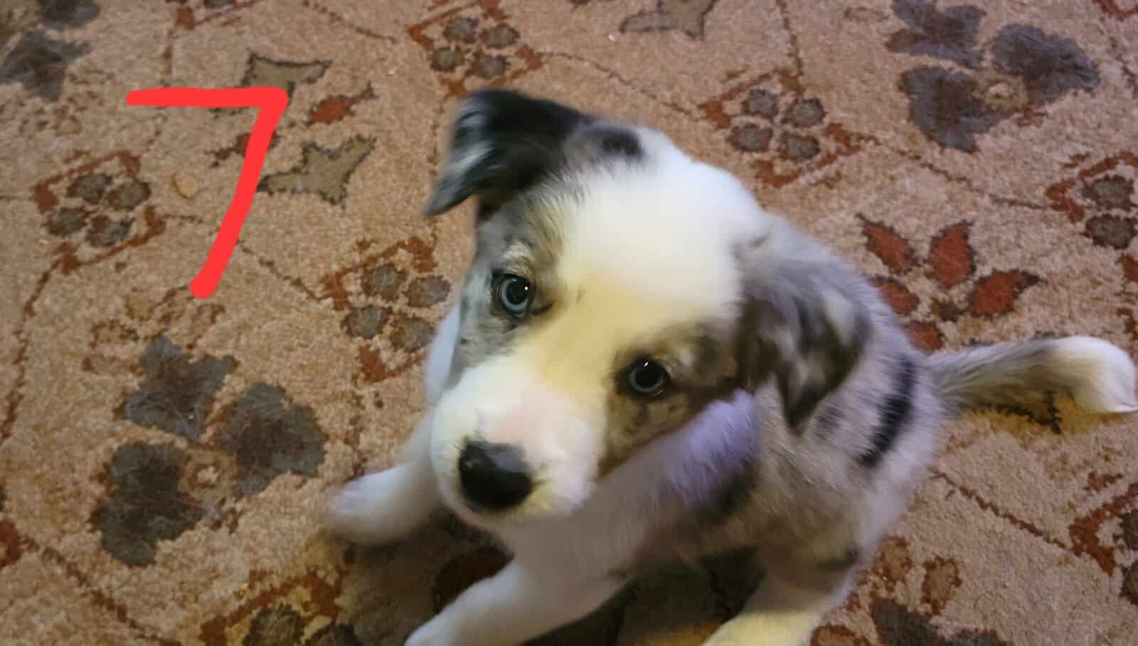 Australian Shepherd / Border Collie image 10