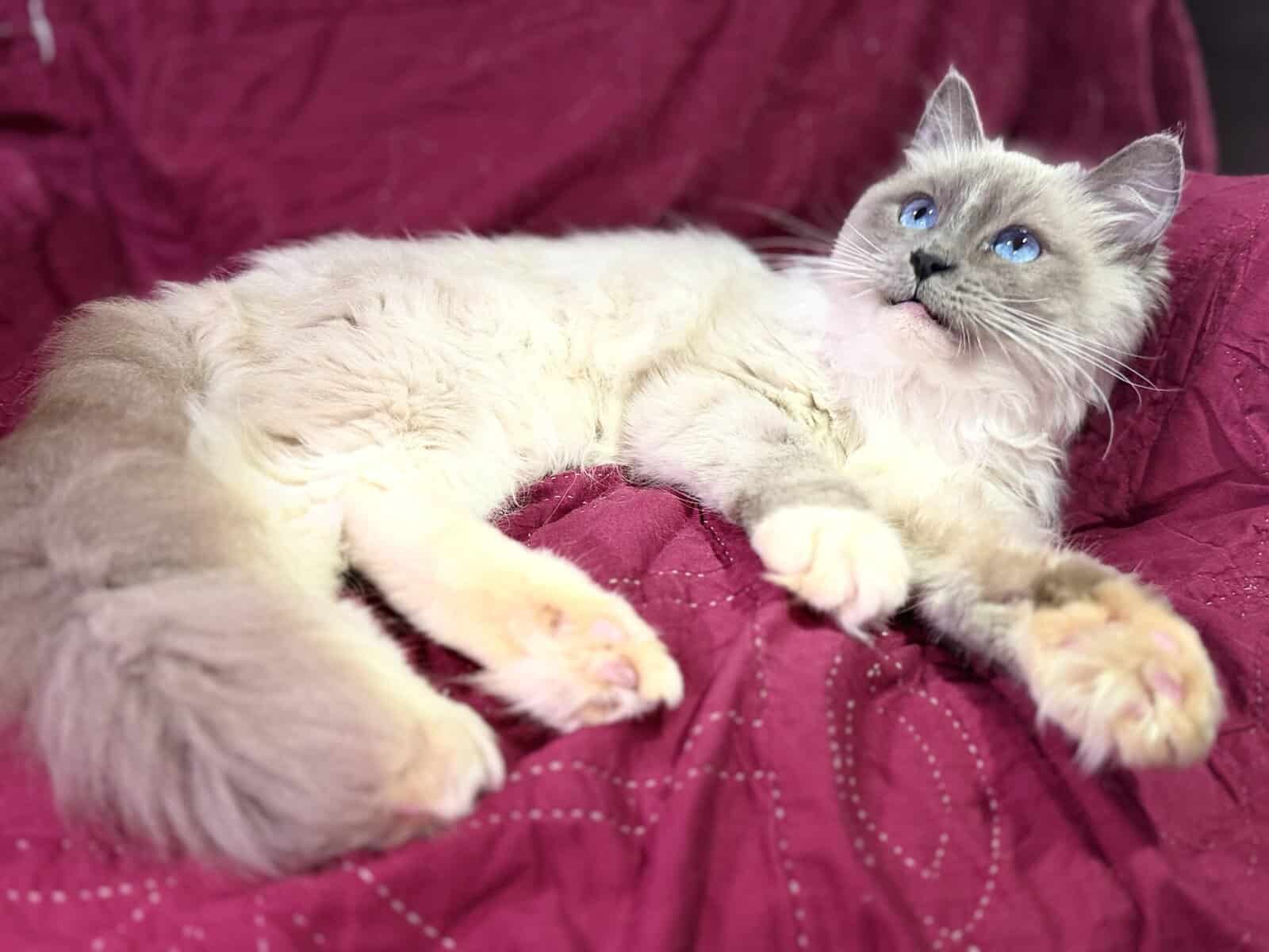 Pure Bred Rag doll Kitten named Pepsi image 23