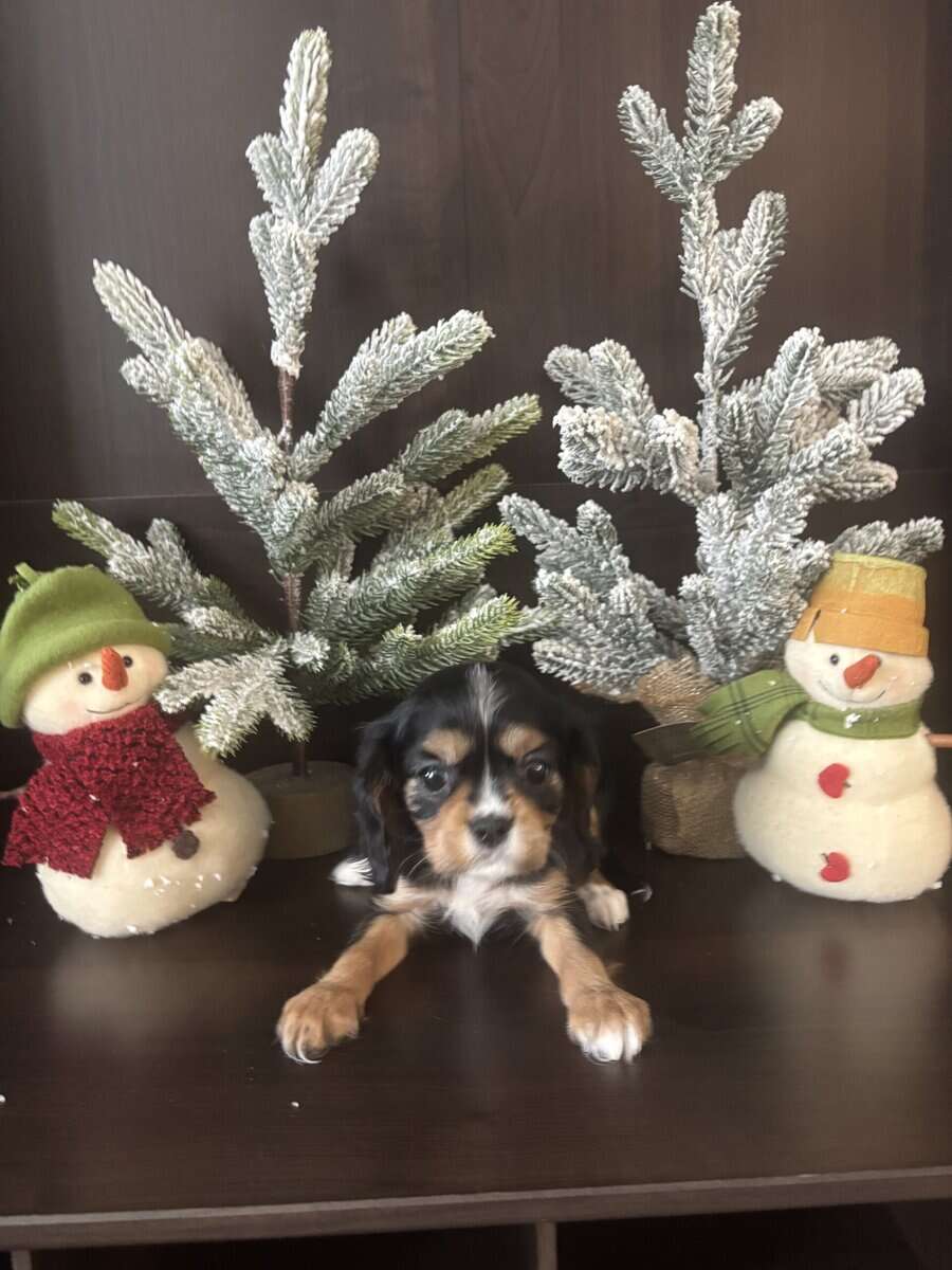 Cavalier King Charles image 3