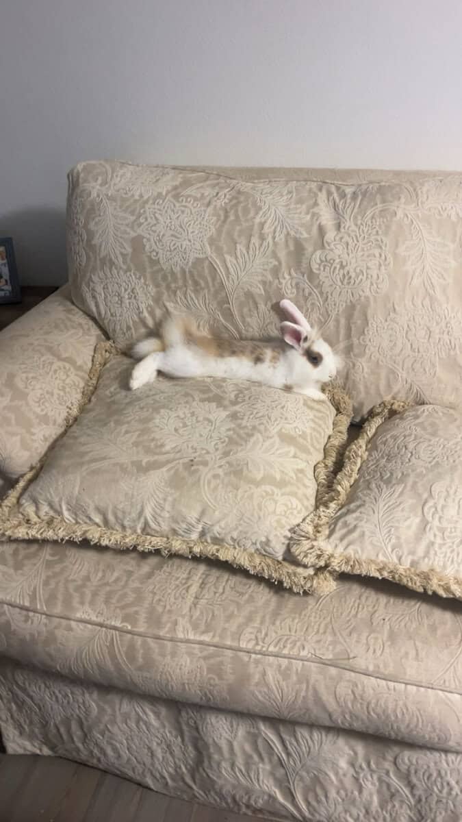 Bunny!! image 4