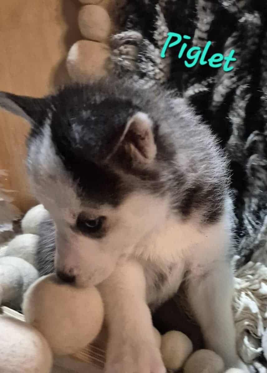 Full-blooded Siberian husky puppies image 2
