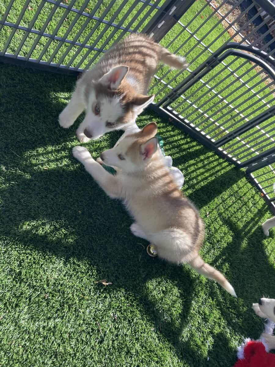 Adorable Siberian Husky Puppies image 7