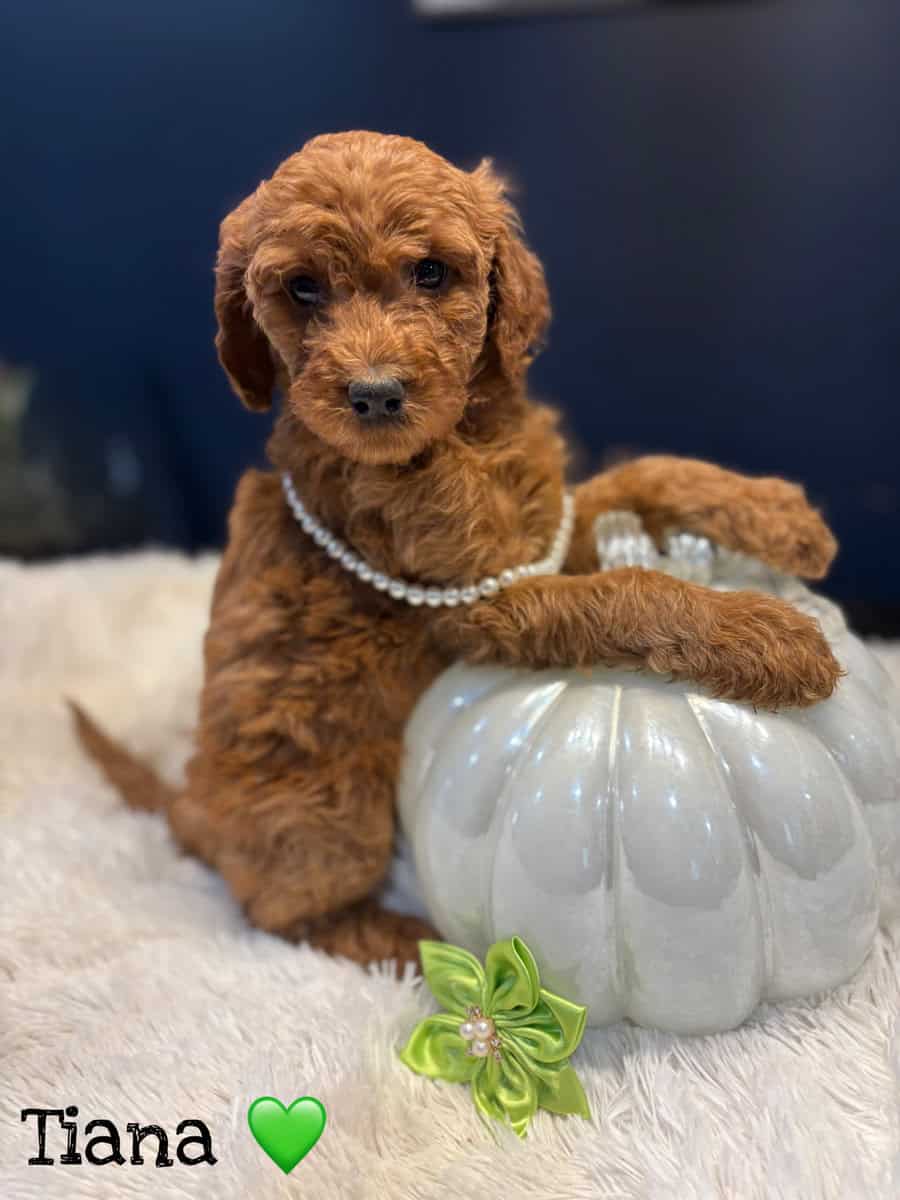 F1BB GoldenDoodle Girls image 6
