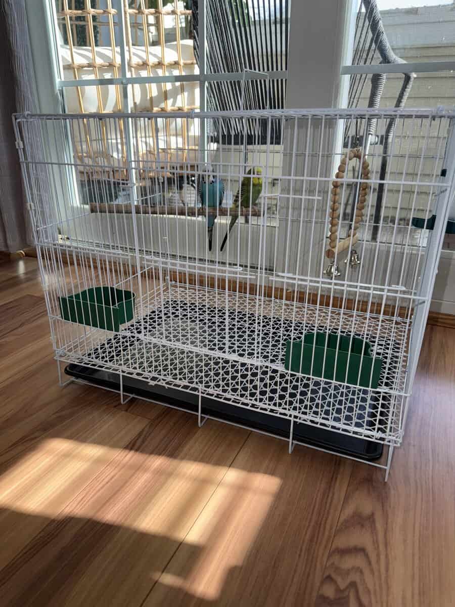 Pair of Australian budgies with a new cage image 1