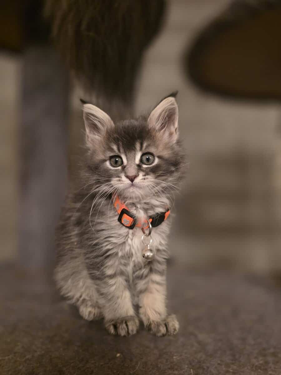 Maine Coon Mary image 2