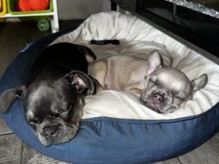 French bulldog puppy