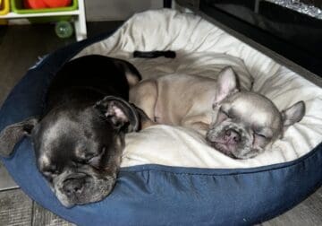 French bulldog puppy