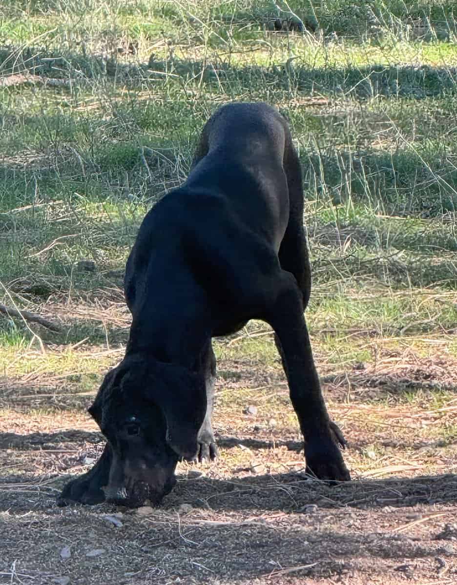 Great Dane Puppies Needing Loving Homes image 4