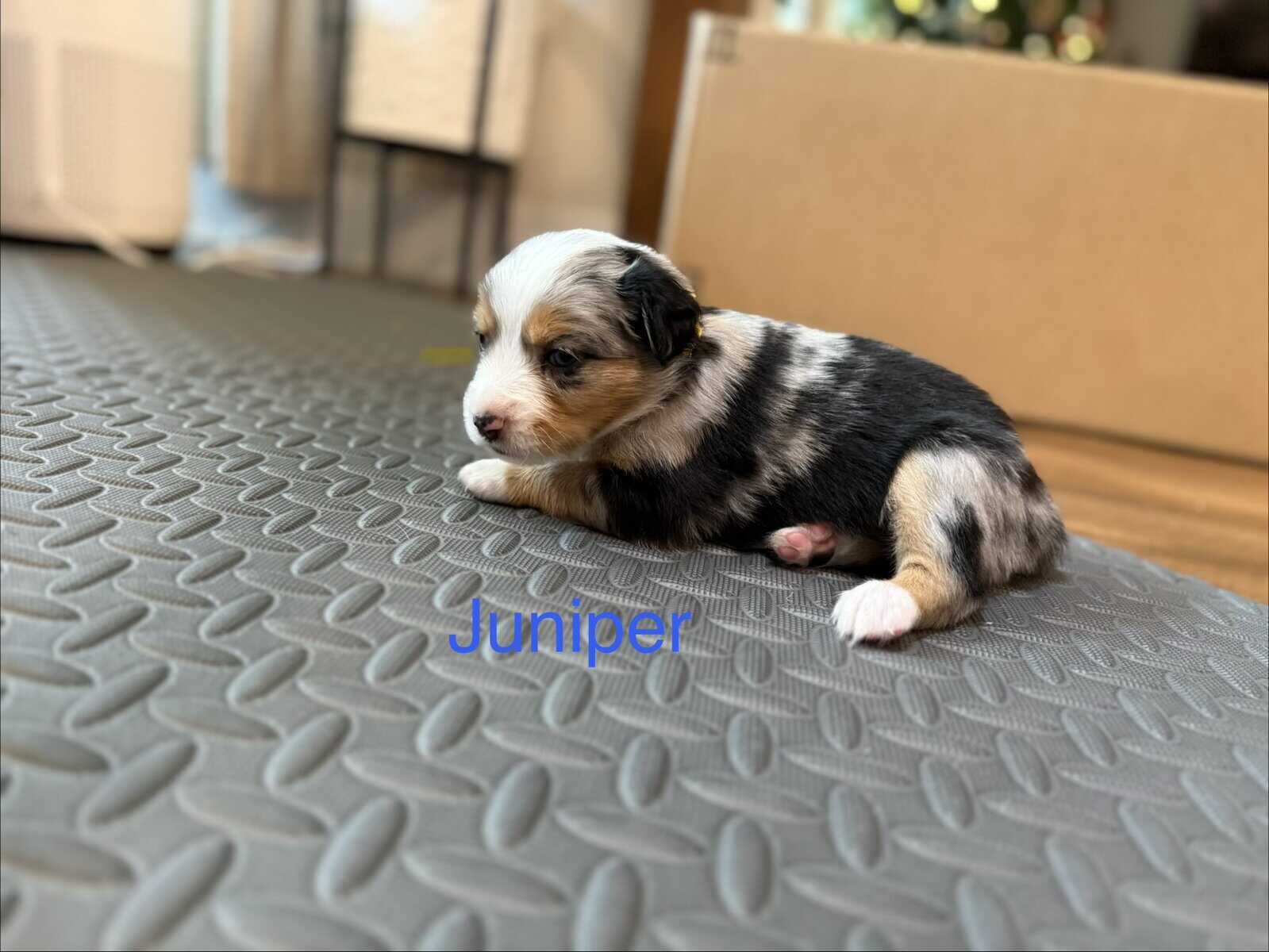 Mini Australian Shepard Puppy (Juniper) image 2