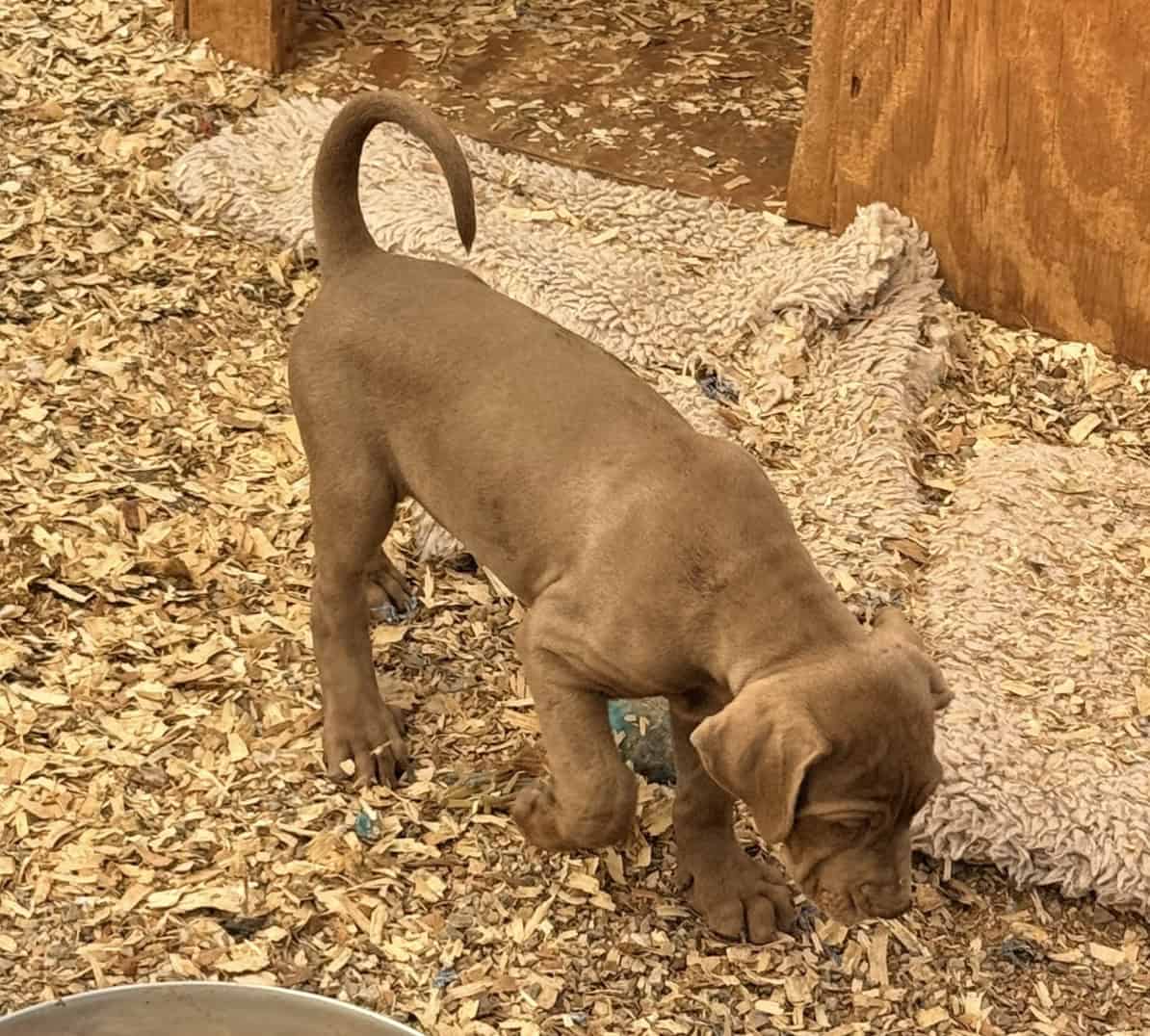 Catahoula Leopard puppies image 2