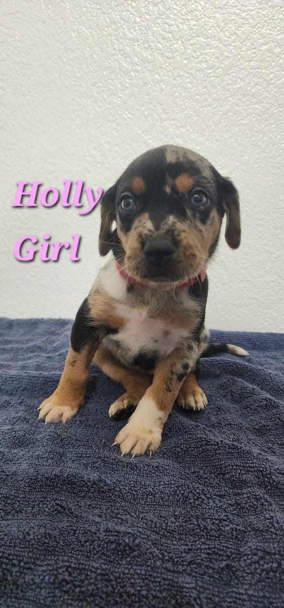 NALC CATAHOULA LEOPARD PUPPIES image 3