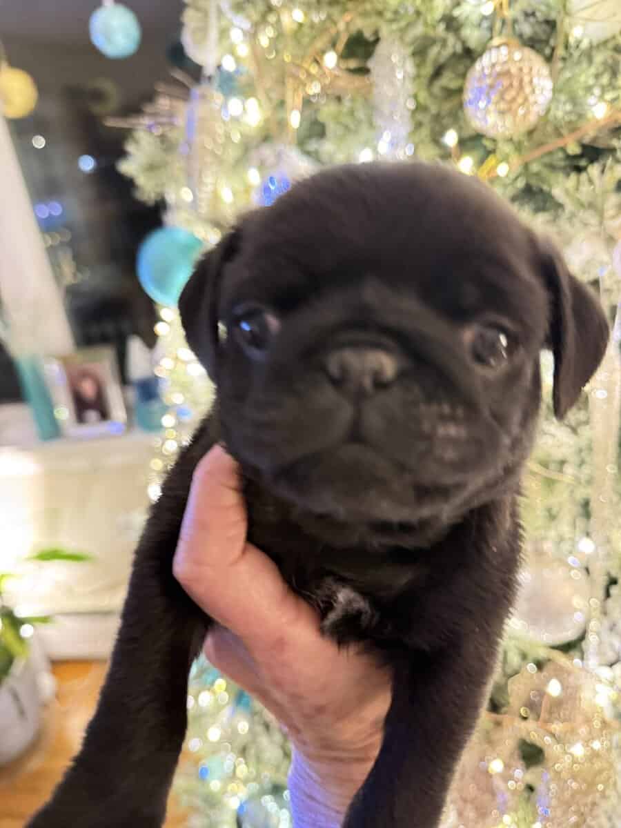 BLACK FEMALE PUG PUPPIES NEAR BOSTON image 6