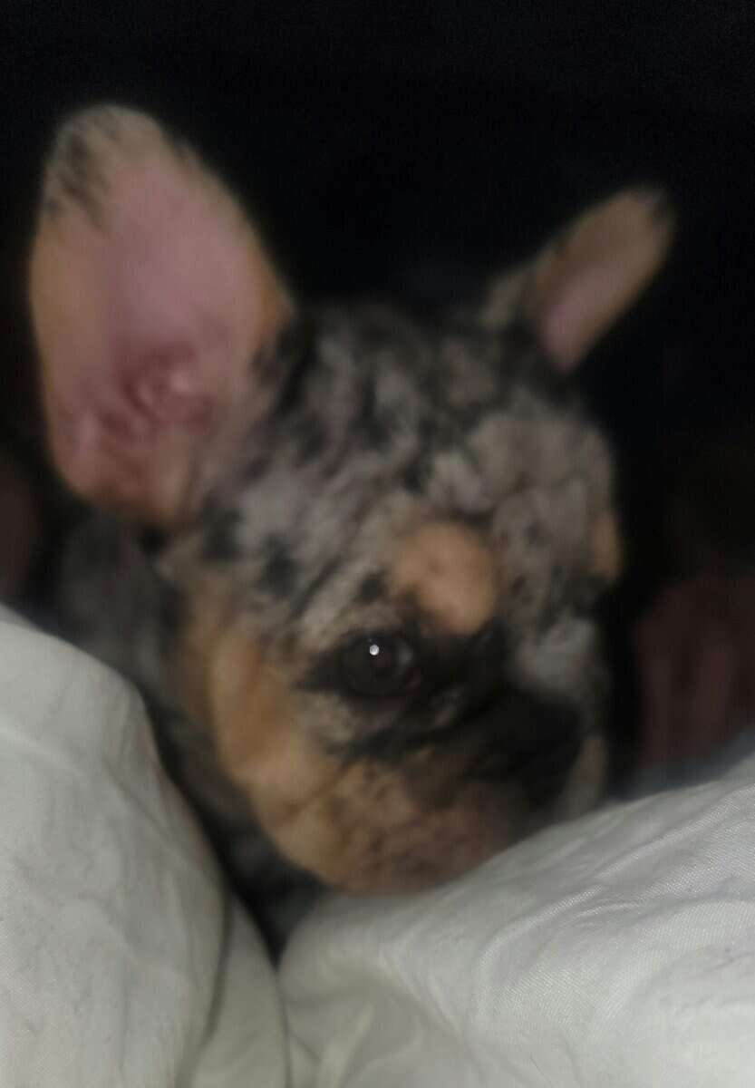 AKC French Bulldog Puppies - Ready NOW! image 7