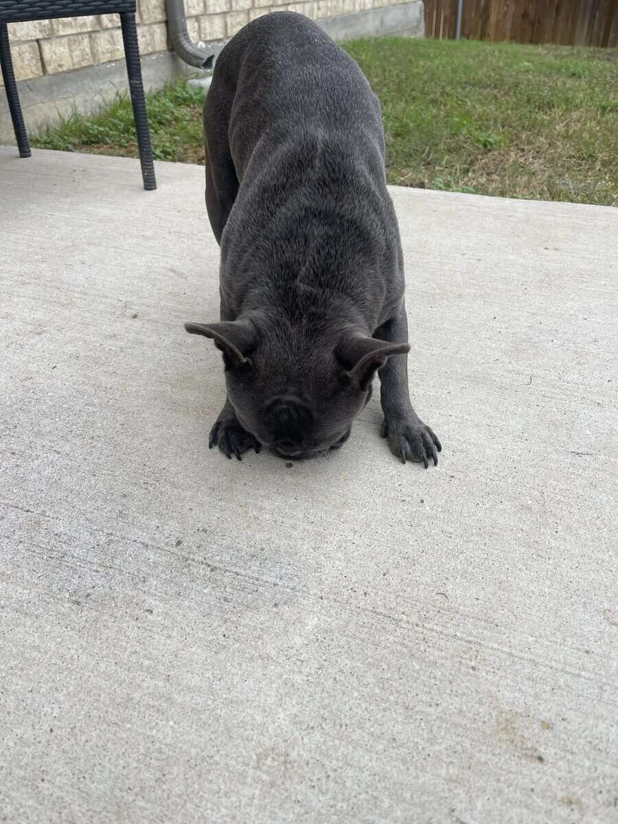Frenchie Dog For sale image 4