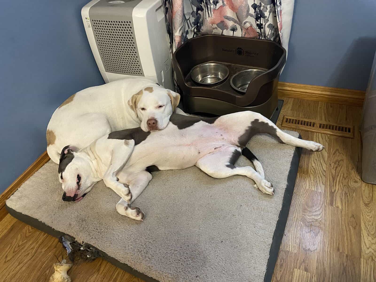2 young dogs looking for new home image 1